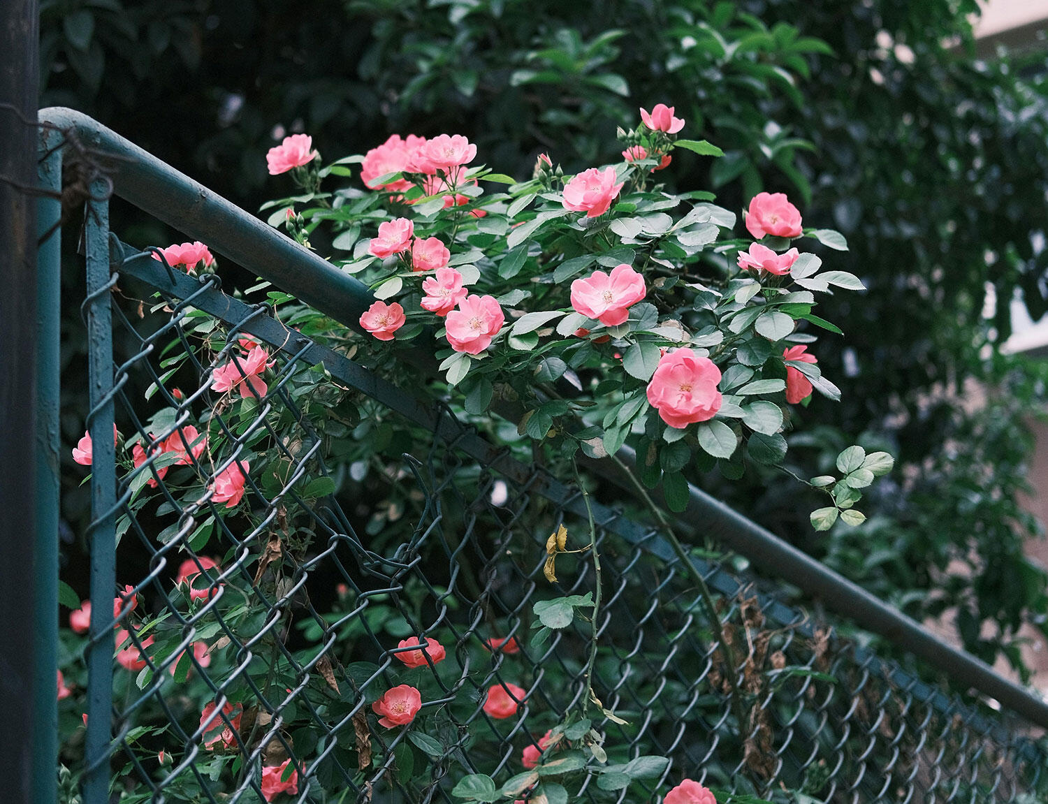 Flowers growing through metal fence