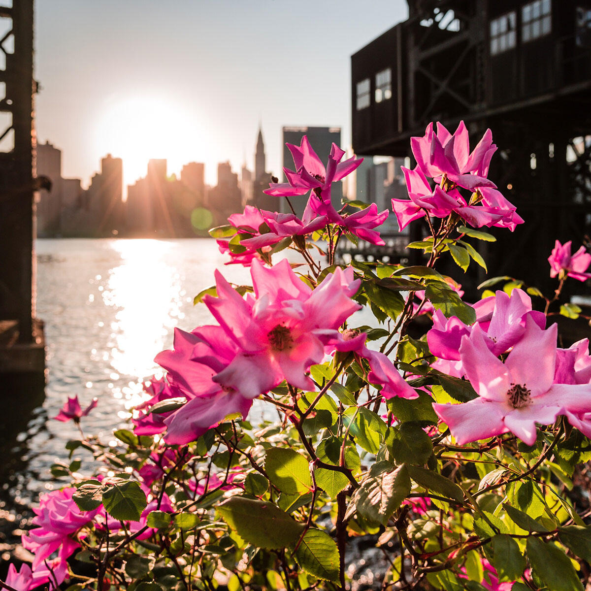 Flowers by the river